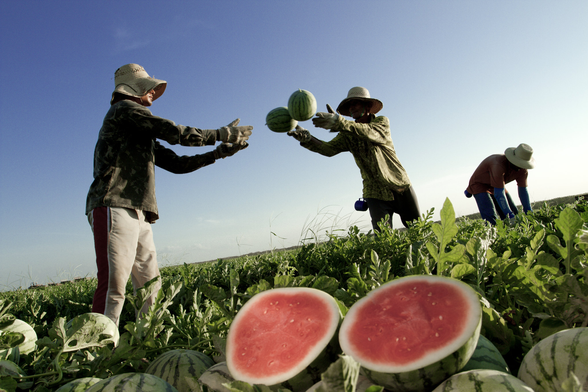 Imagem com a frase: Juntos, plantamos o futuro do agro.