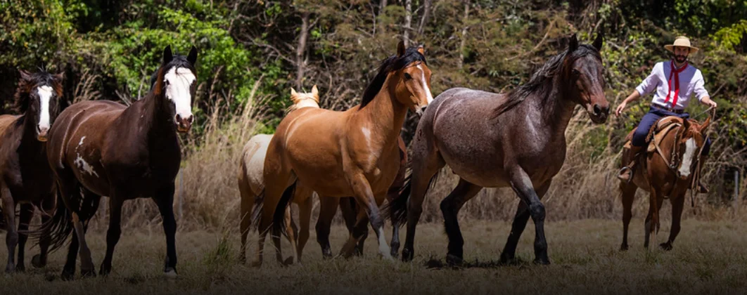 Curso Manejo de Cavalos