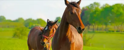 Curso-Manejo-de-Cavalos-Senar-Goiás
