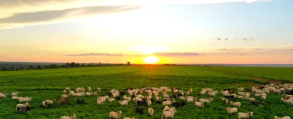Curso-Produção Agropecuária Responsável-Senar-Goiás