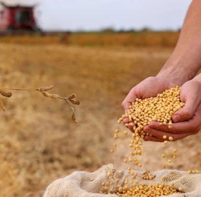 Pós-colheita: cuidados para reduzir perdas e aumentar a rentabilidade