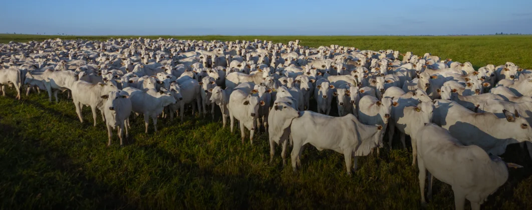Manejo e Controle no Abate de Bovinos